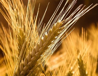 Світові ціни на зерно зросли на 9%